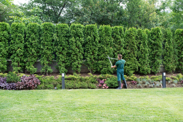 Best Sod Installation  in Lawton, OK