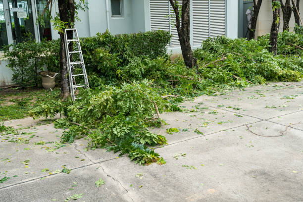 Best Tree Maintenance Programs  in Lawton, OK