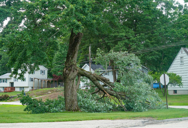 Best Lawn Dethatching  in Lawton, OK