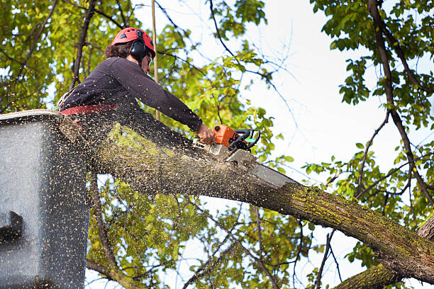 Best Tree Removal  in Lawton, OK