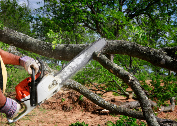 Organic Lawn Care Solutions in Lawton, OK