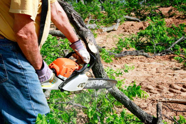 Best Tree Preservation Services  in Lawton, OK
